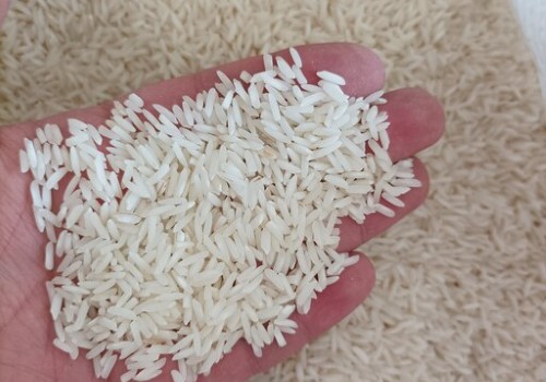 فروش برنج شیرودی مازندران + قیمت خرید به صرفه
